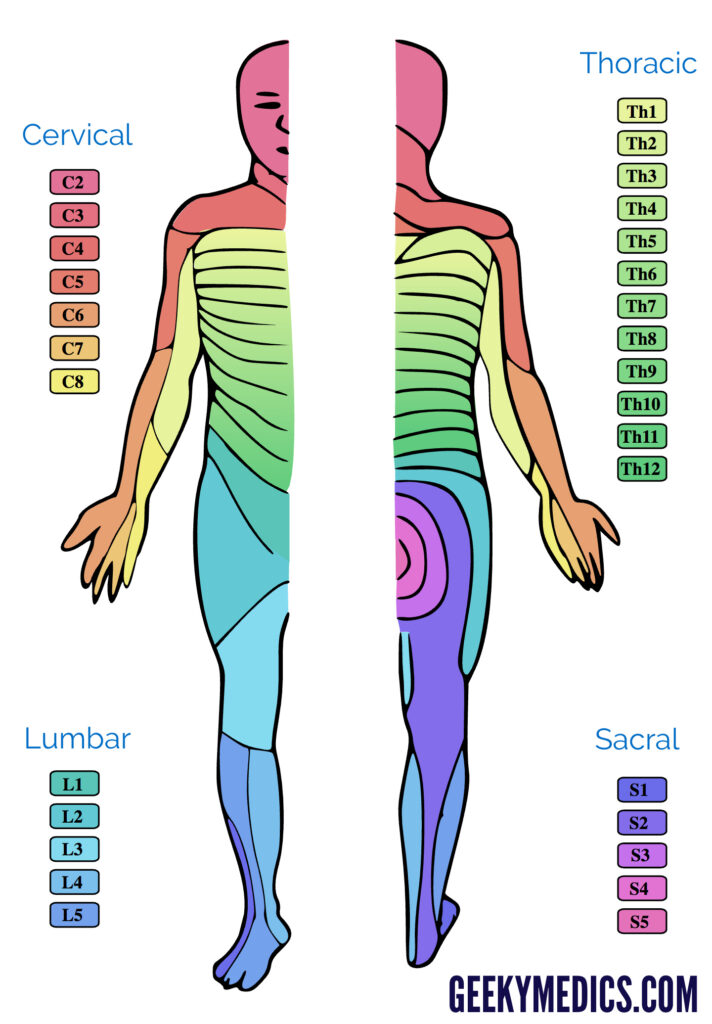 Dermatomes And Myotomes Anatomy Geeky Medics Adams Printable Map 112320