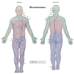Anatomy Dermatomes Full Body Anterior Posterior Image Intended For
