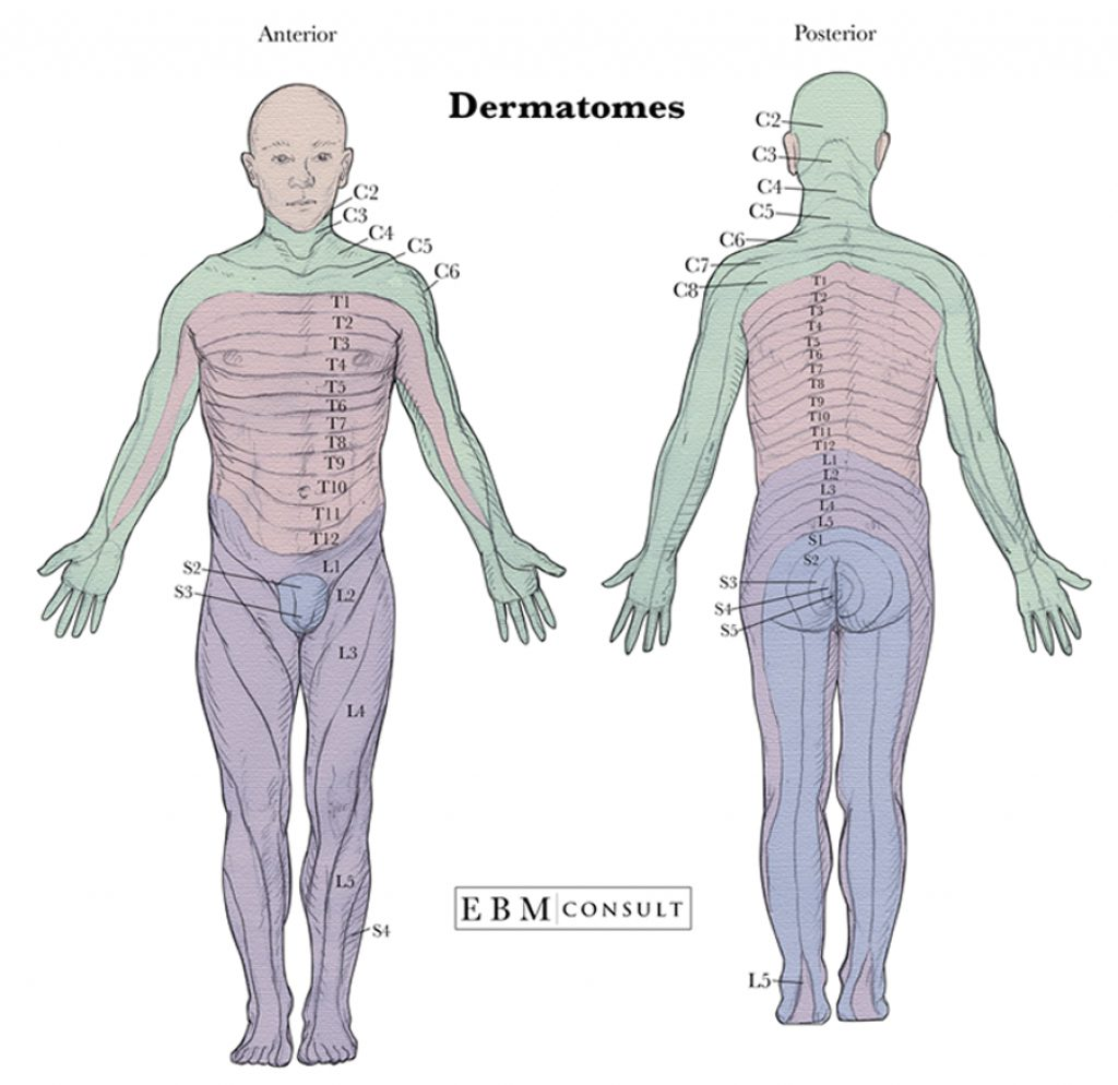 Anatomy Dermatomes Full Body Anterior Posterior Image Intended For 