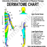 Dermatome Chart Printable Pdf Download