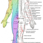 Dermatome Patterns A Map Of Where Our Nerves Send Pain Signals Out