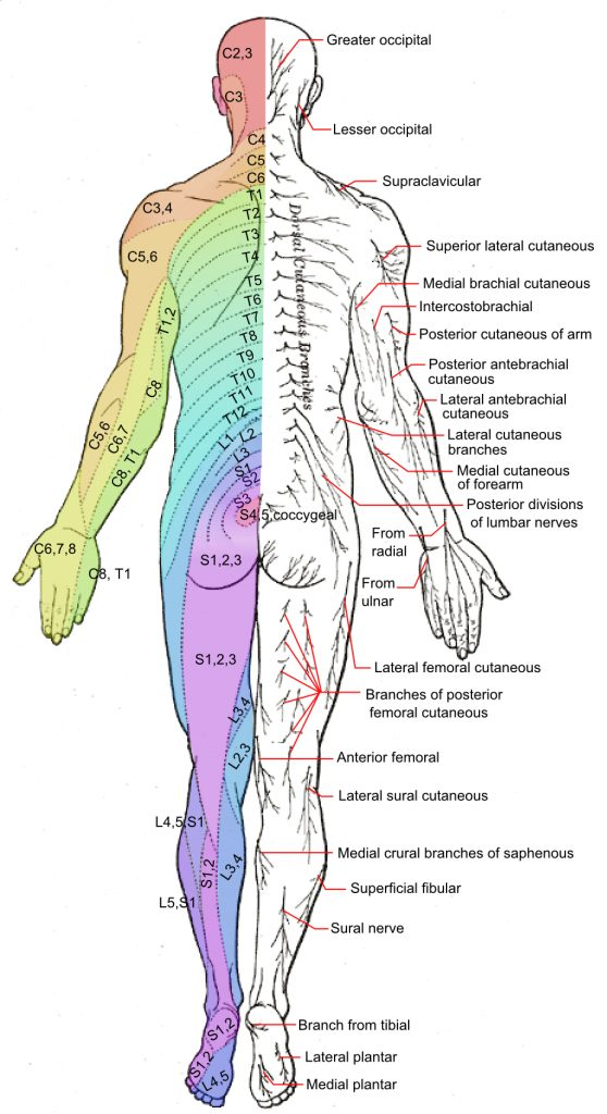 Dermatomes Print Out Adams Printable Map