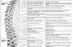 Printable Dermatome Map Printable Maps