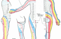 Printable Dermatome Map Printable Maps