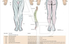 Printable Dermatome Map Printable Maps