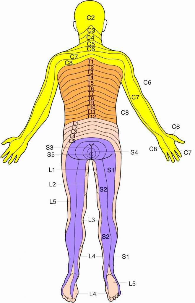 Printable Dermatome Map Printable Maps