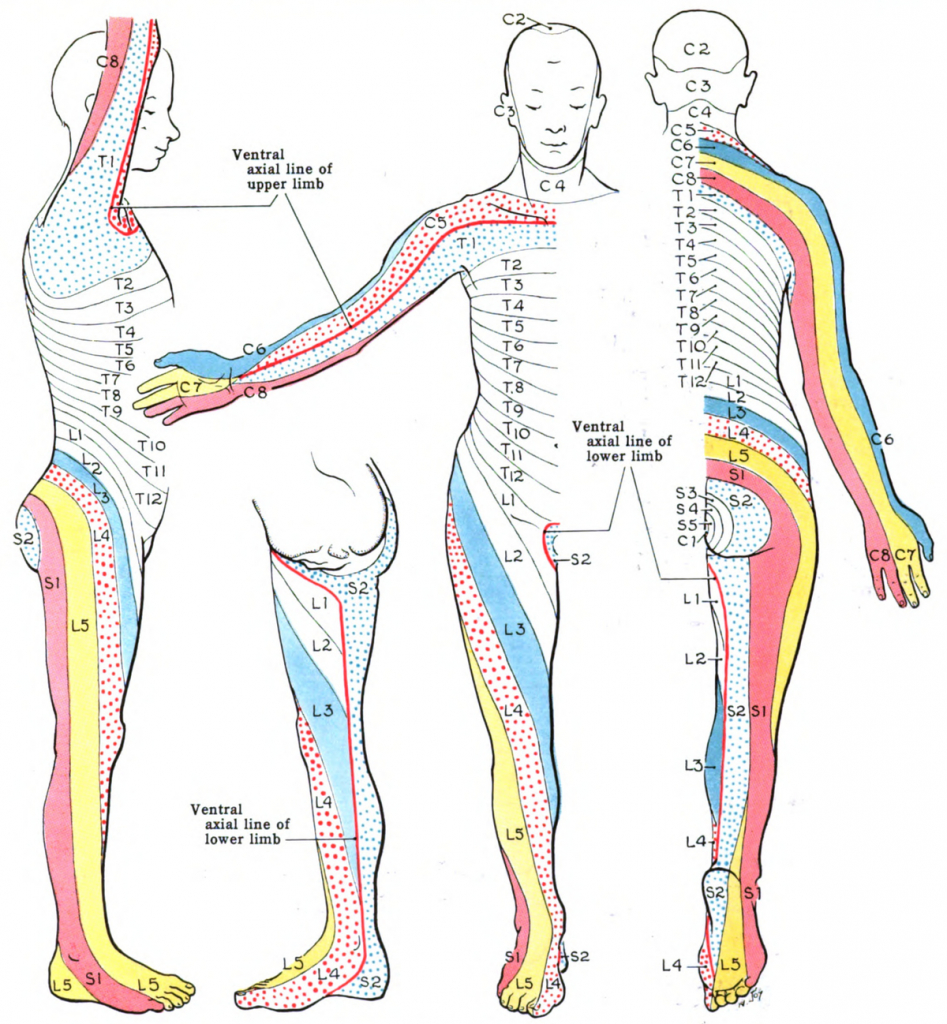 Dermatomes Print Out Adams Printable Map