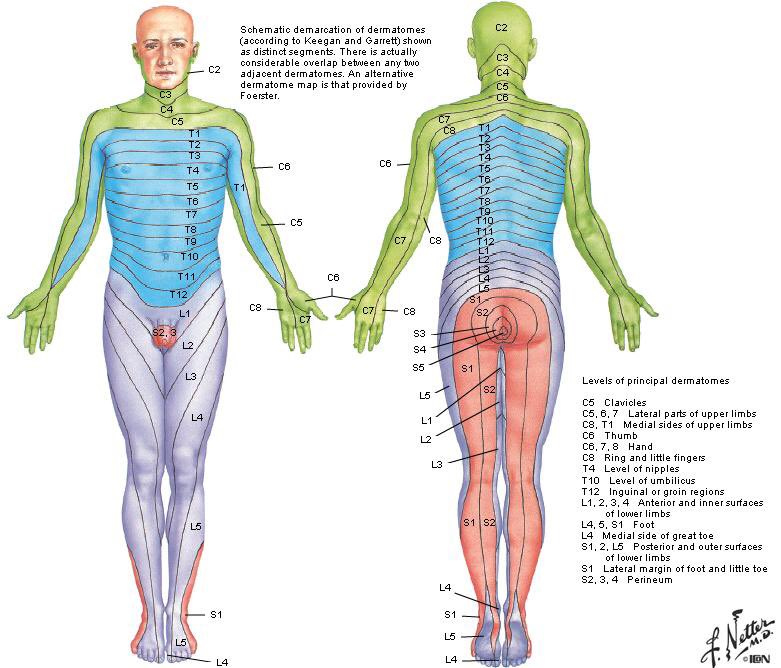 ATC BOC Study Guide On Twitter quot Dermatomes Each Spinal Nerve Is 