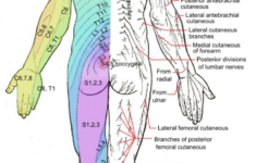 Dermatome Patterns A Map Of Where Our Nerves Send Pain Signals Out