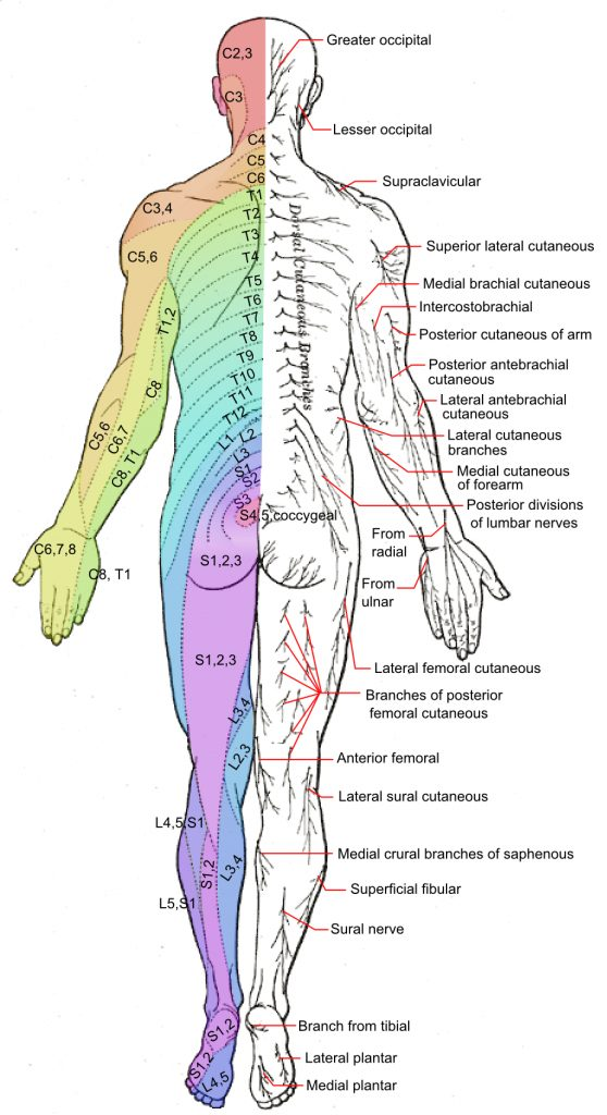 Dermatome Patterns A Map Of Where Our Nerves Send Pain Signals Out 