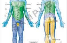 Dermatomes 18 quot X 24 quot Premium Poster Learn Muscles