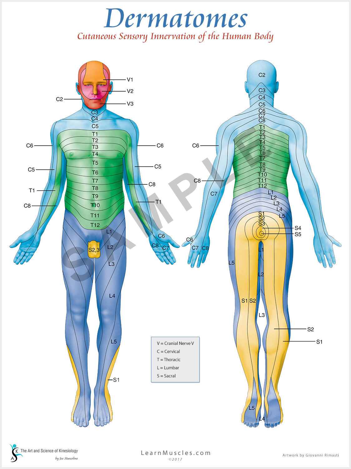 Dermatomes 18 quot X 24 quot Premium Poster Learn Muscles