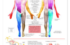 Dermatomes Charts 1954