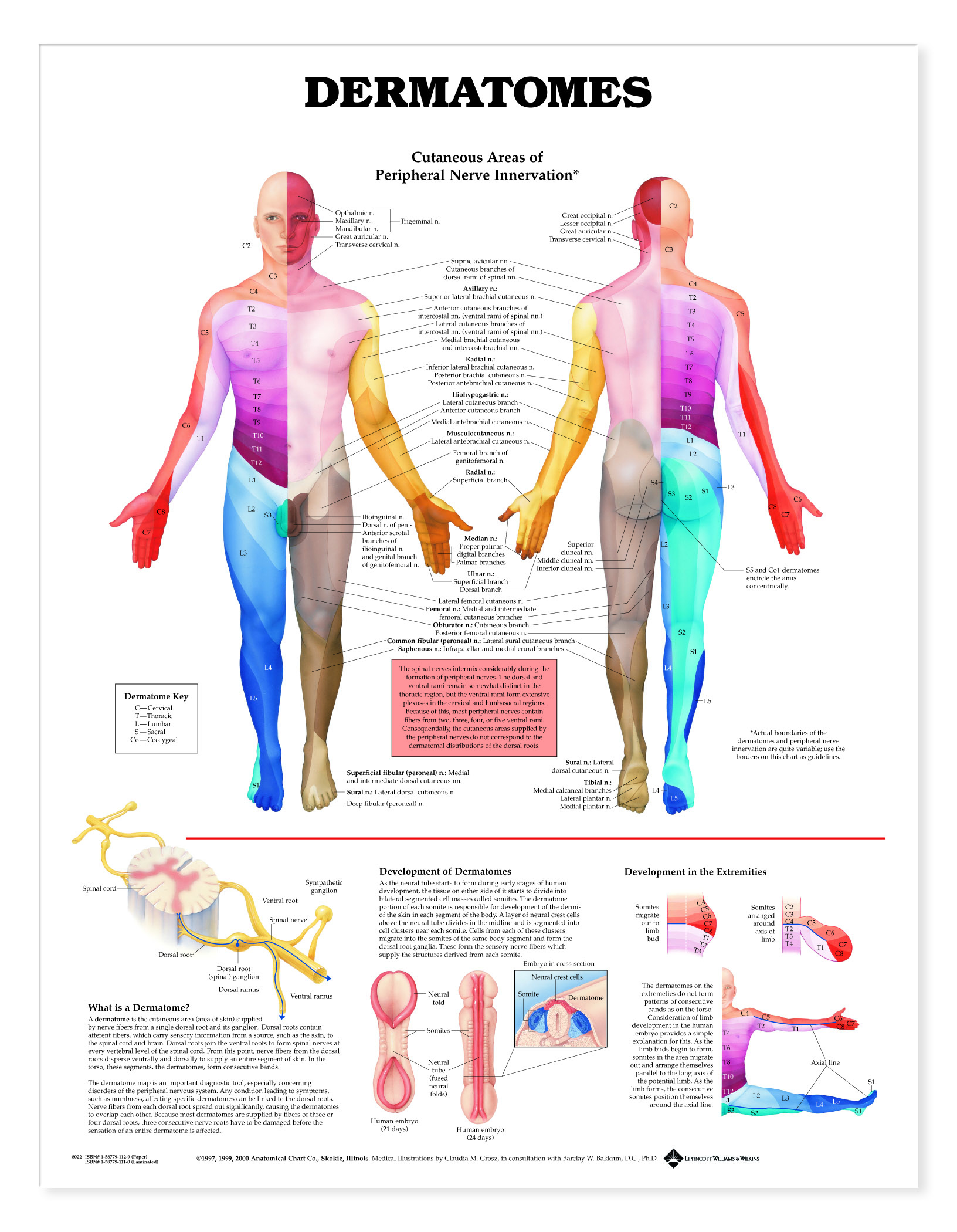 Dermatomes Charts 1954