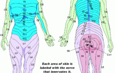 dermatomes ndash mycerebellarstrokerecovery medical tech historical Dermatomes Ndash Mycerebellarstrokerecovery Medical Tech Historical
