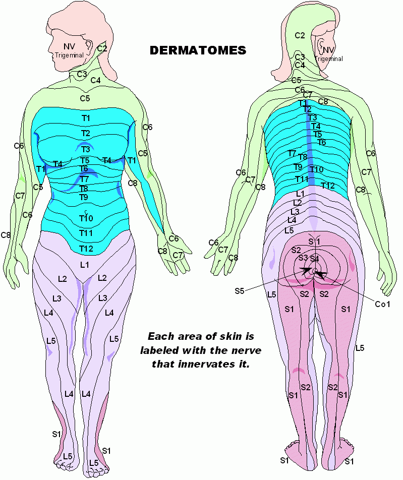 dermatomes-chart-adams-printable-map