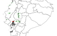 Diagn stico De Huanglongbing Y Diaphorina Citri Tabebuia