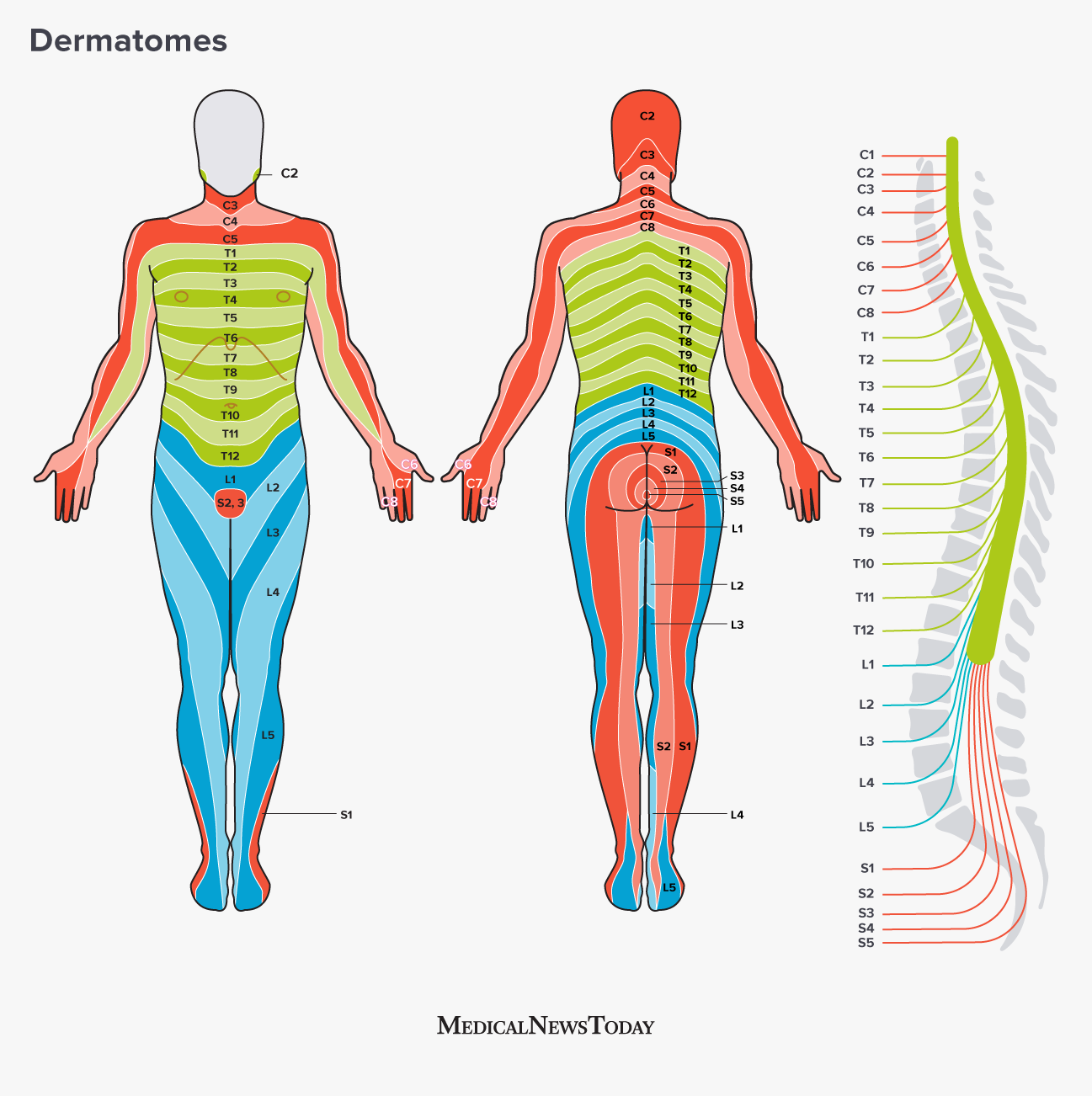 Pin On DERMATOMES