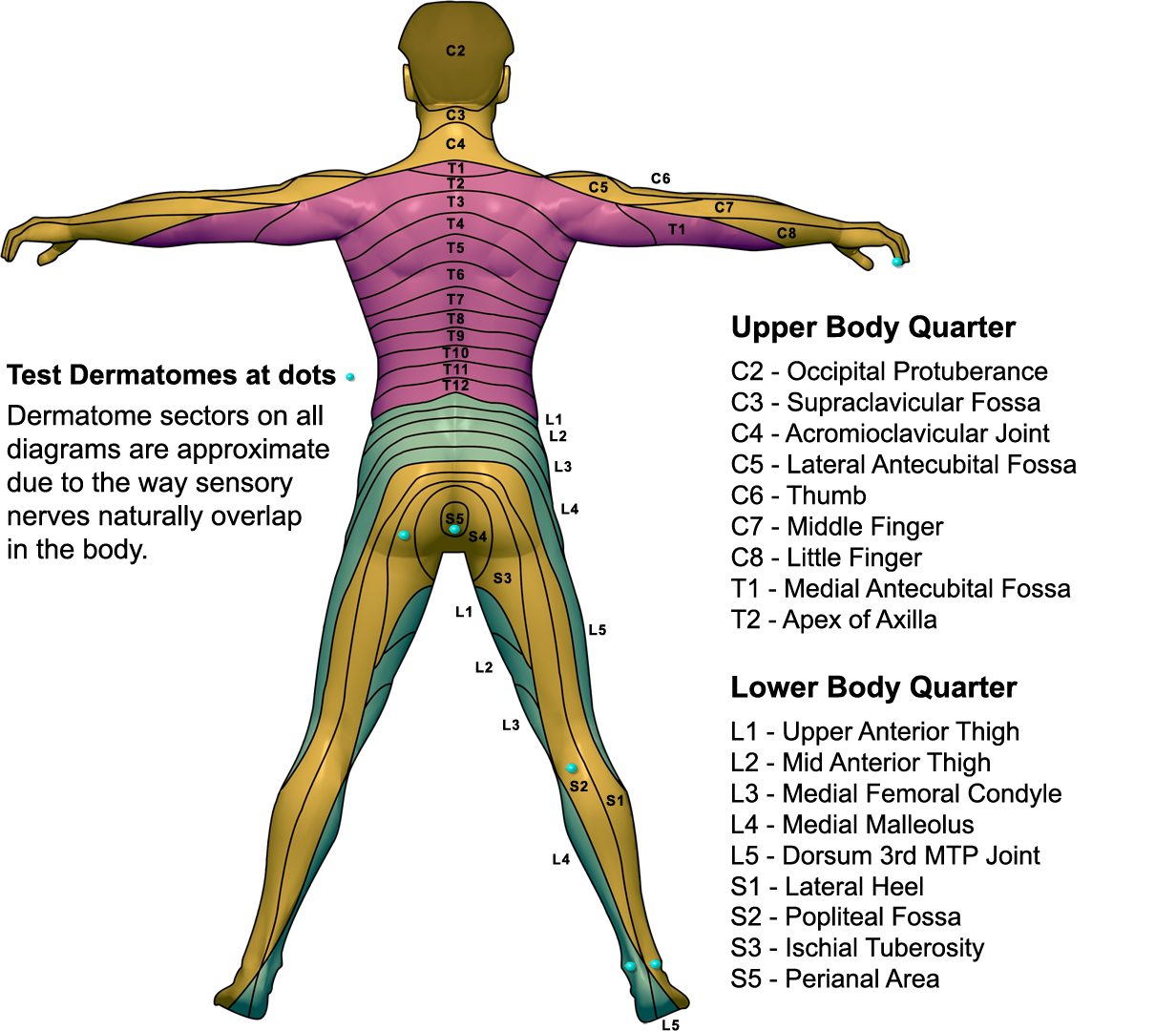 Dermatomes And Myotomes Anatomy Geeky Medics | Adams Printable Map