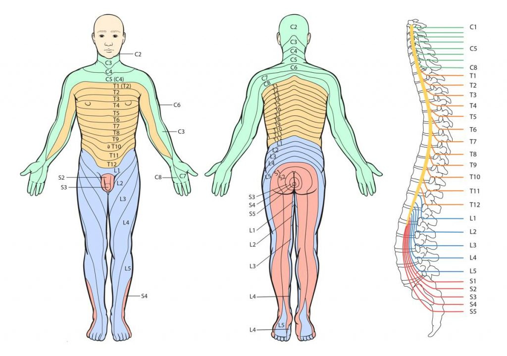 Printable Dermatome Chart Total Life Care Compounding In Printable 