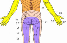 Printable Dermatome Map Free Printable Maps